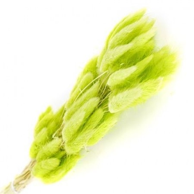 Сухоцветы Лагурус 65см Салатовый 58шт 34гр 88039618
