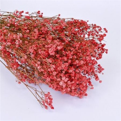Сухоцветы Гипсофила 52см красная 48620035