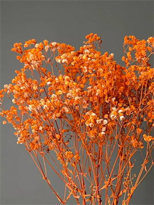 Сухоцветы Гипсофила 52см оранжевая 48620034