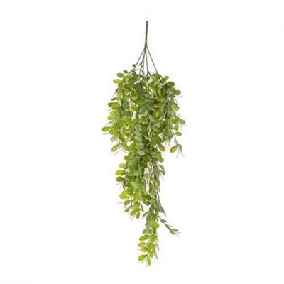 Рускус ампельный 75 см  т.м.300 (2) 88041874