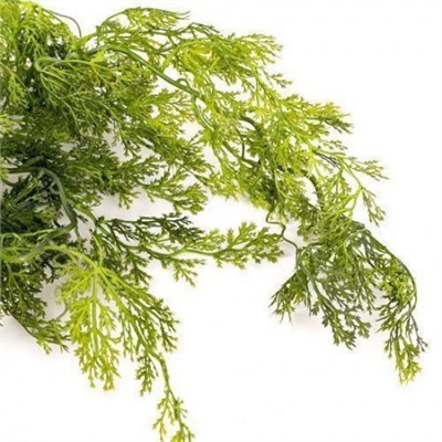 Фенхель 80 см  т.м.300 (2) 88041868