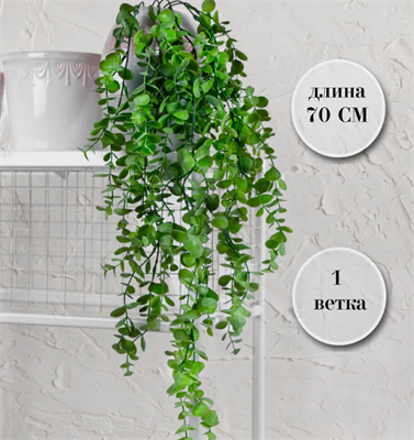 Эвкалипт ампельный 70 см  т.м.300 (2) 88041876
