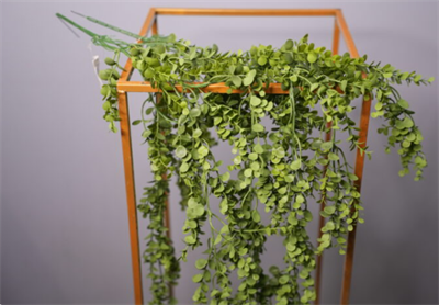 Эвкалипт ампельный Светло-зеленый 75 см  т.м.300 (2) 88045046