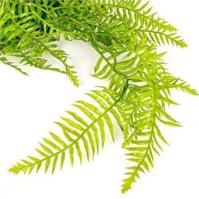 Папоротник ампельный Зеленый 95 см  т.м.300 (2) 88045042
