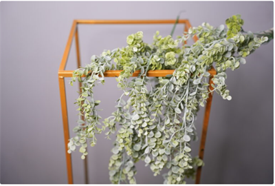 Эвкалипт ампельный Зеленый с напылением 75 см  т.м.300 (2) 88046122