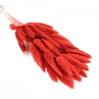 Сухоцветы Лагурус 65см Красный 58шт 34гр 88042094