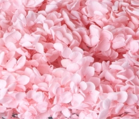 {{photo.Alt || photo.Description || 'Сухоцвет &quot;Гортензия&quot; длина 60-70 см, диаметр цветка 20 см, 50-60 гр. Светло-розовый'}}