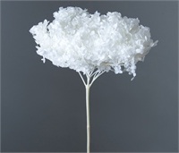 {{photo.Alt || photo.Description || 'Сухоцвет &quot;Гортензия&quot;, длина 60-70 см, диаметр цветка 20 см, 50-60 гр. белый'}}