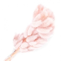 {{photo.Alt || photo.Description || 'Сухоцветы Лагурус 65см Персик 58шт 34гр'}}