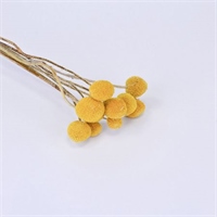 Сухоцветы Пижма 53см 48620032