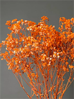 Сухоцветы Гипсофила 52см оранжевая 48620034