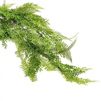 {{photo.Alt || photo.Description || 'Папоротник Нефролепис Зеленый 75 см  т.м.300 (2)'}}