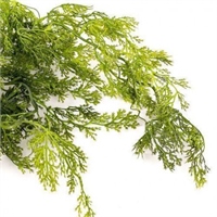 {{photo.Alt || photo.Description || 'Фенхель 80 см  т.м.300 (2)'}}