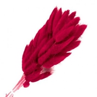 {{photo.Alt || photo.Description || 'Сухоцветы Лагурус 65см Алый 58шт 34гр'}}