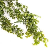 {{photo.Alt || photo.Description || 'Эвкалипт ампельный Темно-зеленый 75 см  т.м.300 (2)'}}