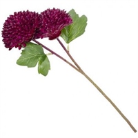 {{photo.Alt || photo.Description || 'Георгины Шаровидные Ассорти 35см'}}