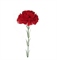 Гвоздика Красная 75см 88040659