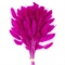 Сухоцветы Лагурус 65см Ярко-Розовый 58шт 34гр 88013938