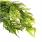 Папоротник ампельный Светло-зеленый 75 см  т.м.300 (2) 88045043