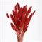 Сухоцветы Лагурус 65см Алый 58шт 34гр 88013941